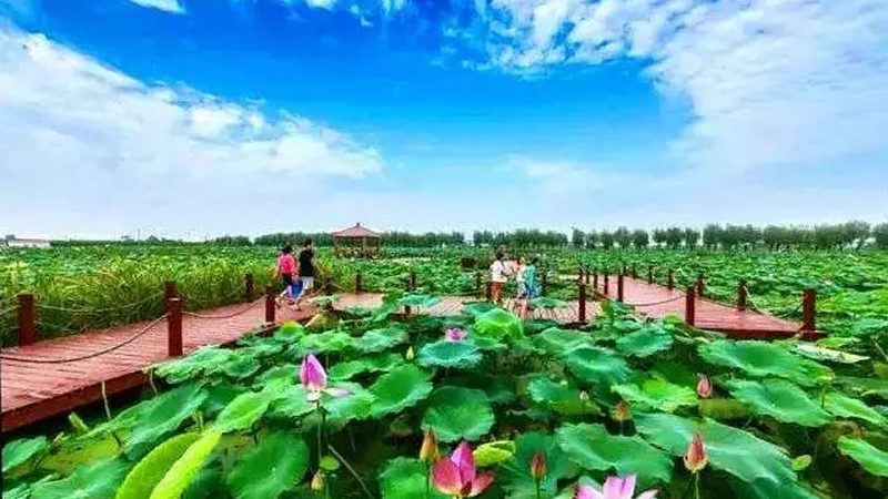 现代农业物联网解决方案：价格背后的价值考量