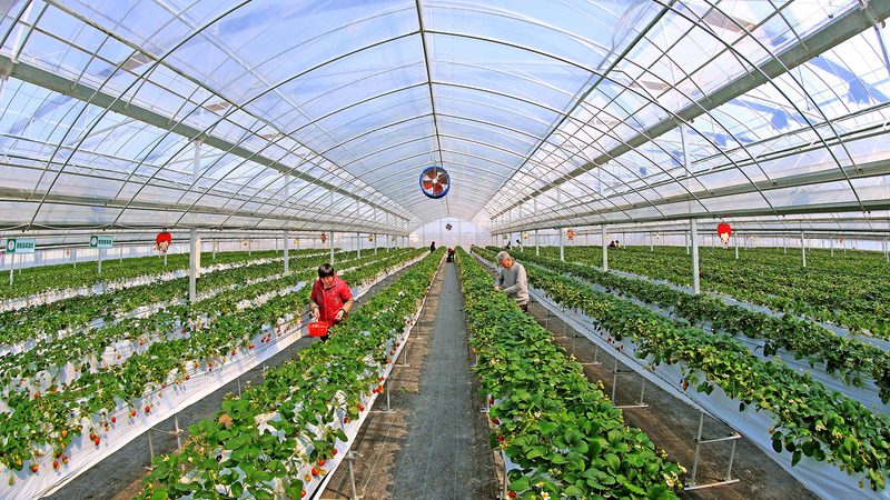 蔬菜种植基地承包：如何规避风险，选择优质合作伙伴