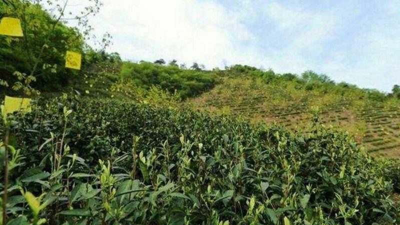 农业种植加盟，合规资质是关键**
