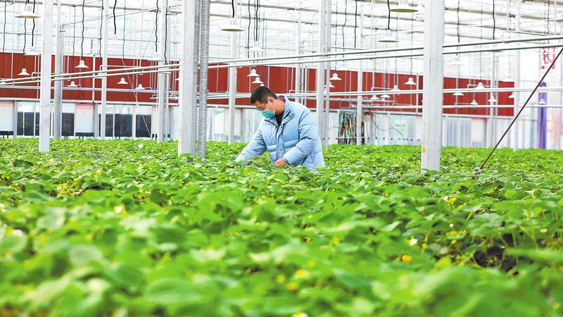 搞粮食种植需要什么手续
