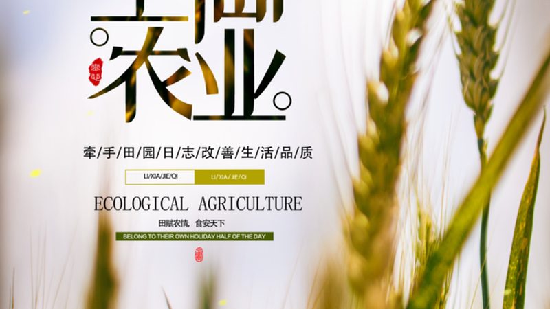 水稻种子，如何选择优质品牌？**