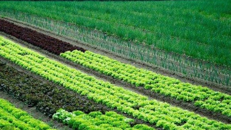 农产品批发供应链管理规范：ISO标准下的实践与解读