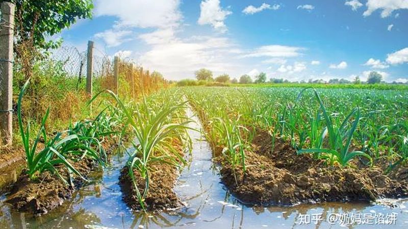 进口农产品批发清关流程全解析